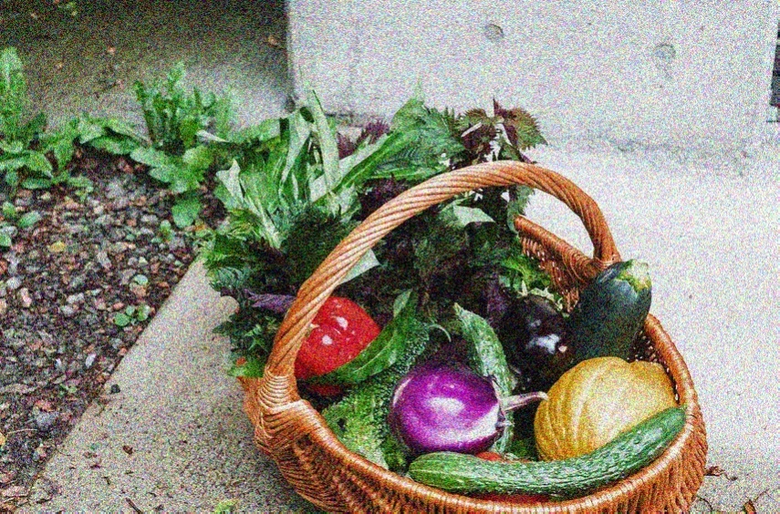 seasonal vegetable harvest